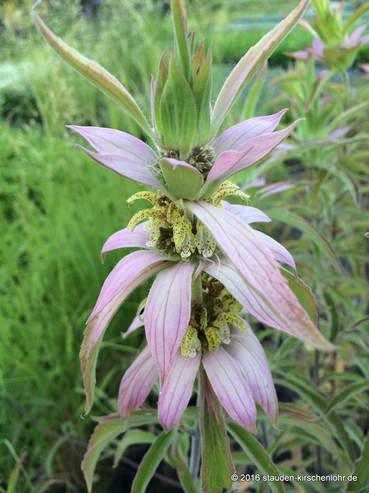 Monarda punctata