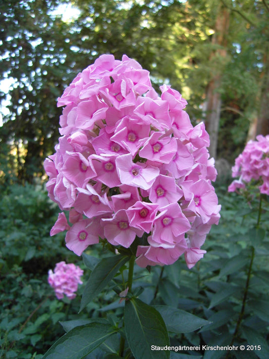 Phlox paniculata 'Herbstwalzer'