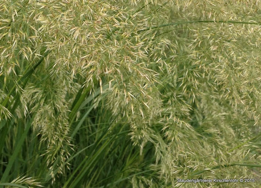Stipa calamagrostis 'Lemperg'