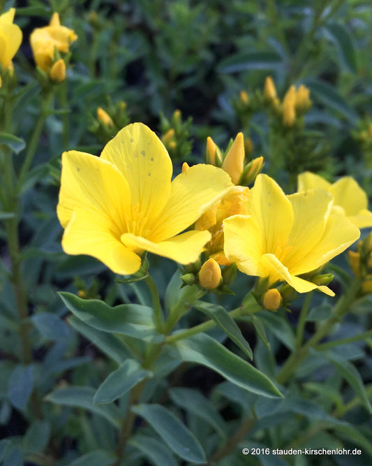 Linum flavum 'Compactum'