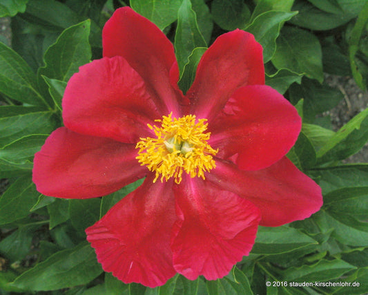 Paeonia 'America'