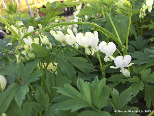 Lamprocapnos spectabilis 'Alba' (Dicentra)