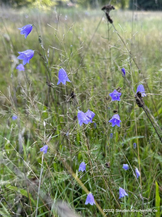 Campanula rotundifolia
