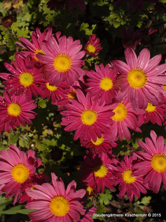 Chrysanthemum 'Ahlemer Rote'