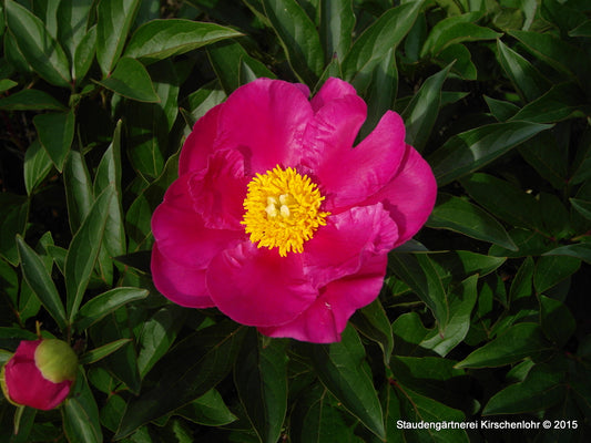 Paeonia 'Foxtrott'