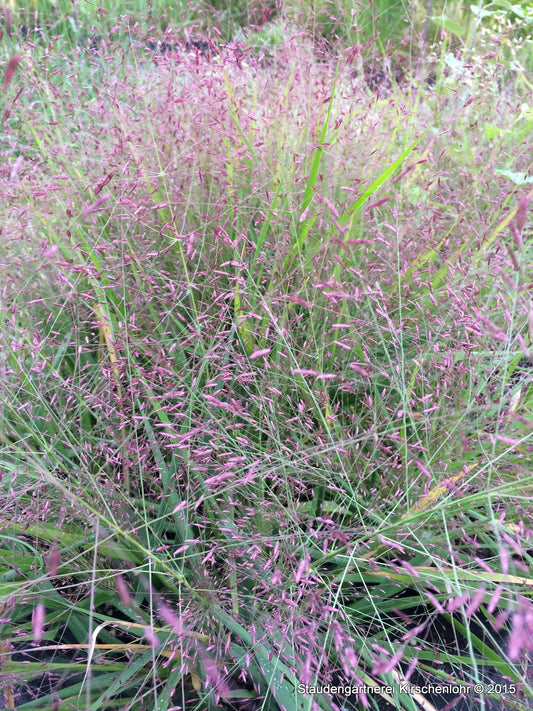 Eragrostis spectabilis 'Purpurflirren'