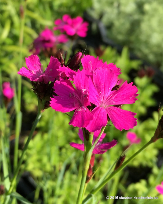 Dianthus carthusianorum