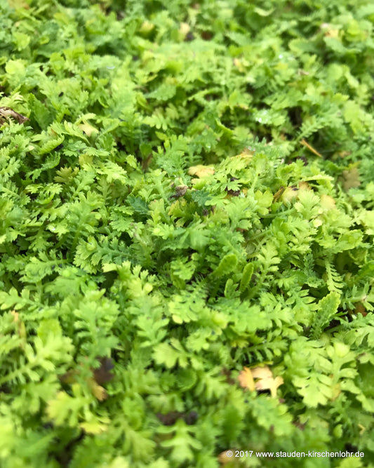 Leptinella dioica 'Minima'