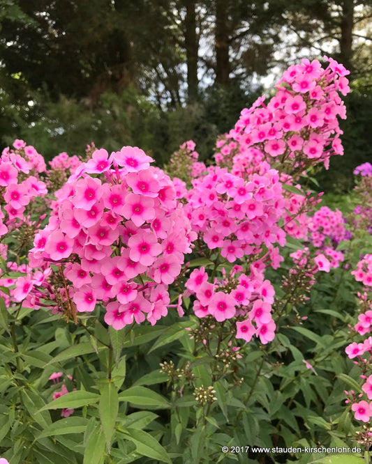 Phlox paniculata 'Miss Pepper'