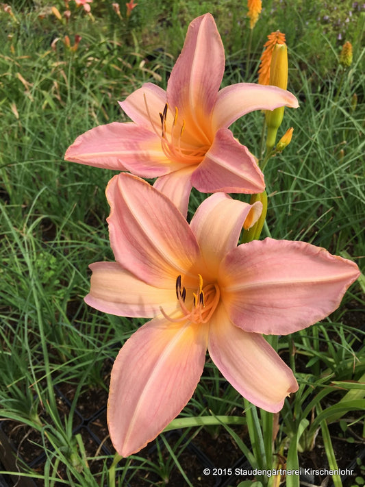 Hemerocallis 'Spinne in Lachs'
