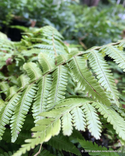 Dryopteris crassirhizoma