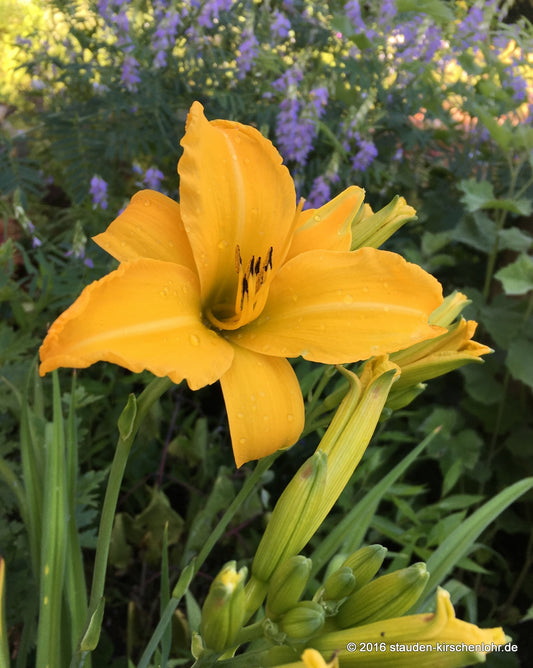 Hemerocallis 'Palatina Golden Curls'
