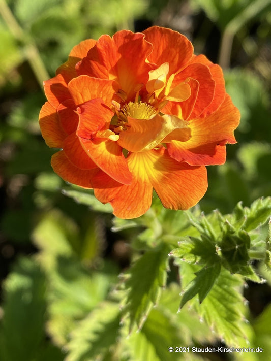 Potentilla 'William Rollisson'