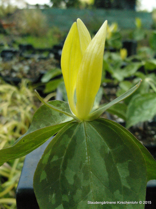 Trillium luteum