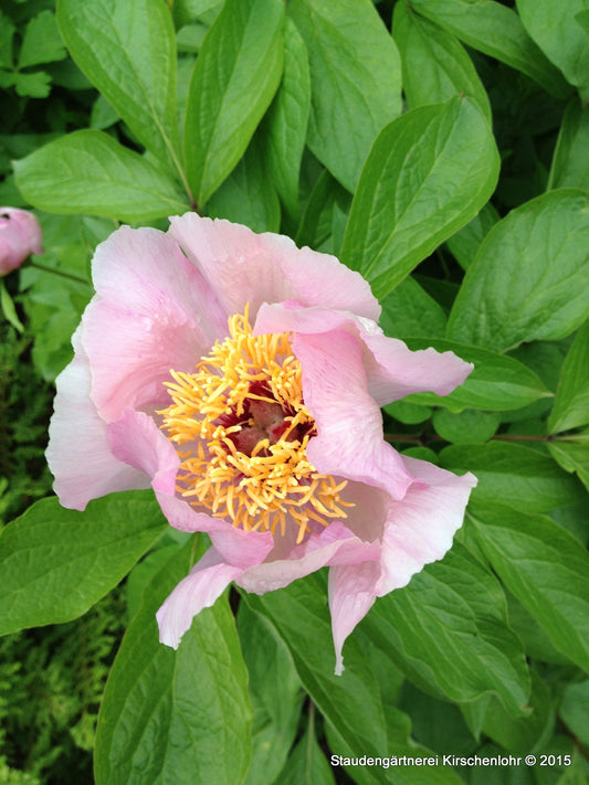 Paeonia 'Prairie Afire'