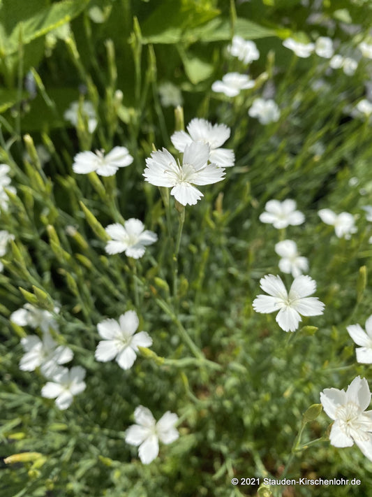 Dianthus deltoides 'Albus'