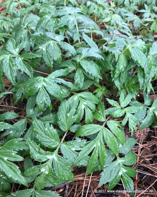 Hydrophyllum virginianum