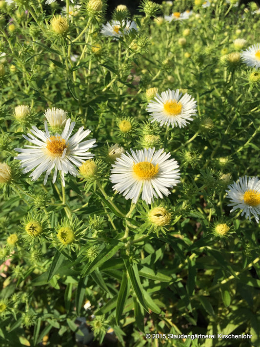 Symphyotrichum novae-angliae 'Herbstschnee'