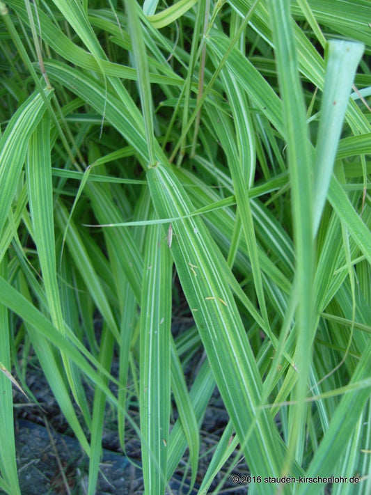 Miscanthus oligostachyus 'Nanus Variegatus'
