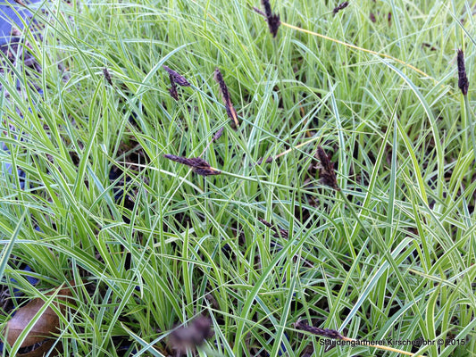 Carex montana 'Raureif' ®