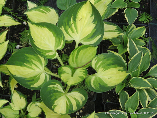 Hosta 'Warwick Delight'