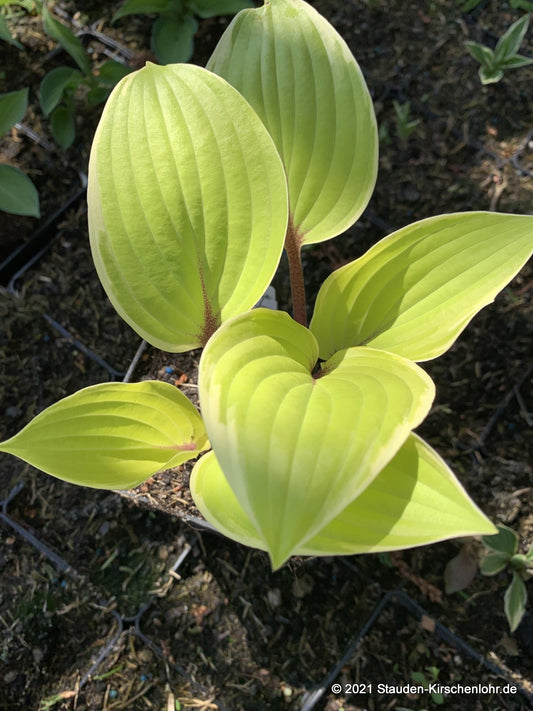 Hosta 'Pinani Island Surf'   NIS