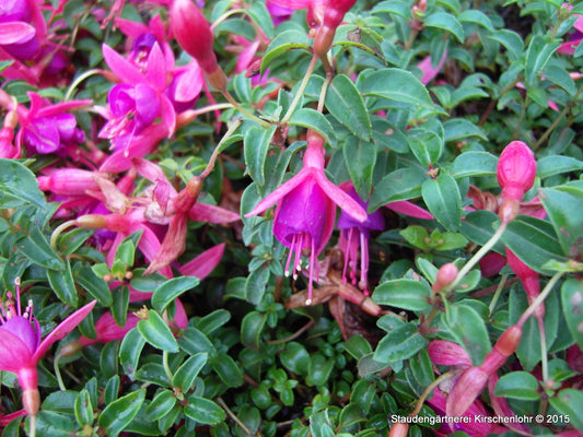 Fuchsia 'Tom Thumb'