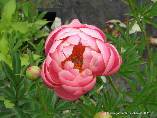 Paeonia 'Coral Charm'