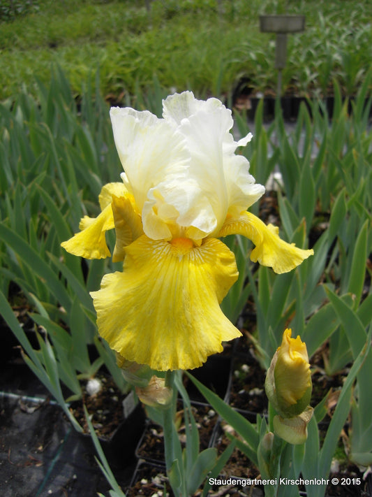 Iris barbata-elatior 'Echo de France'