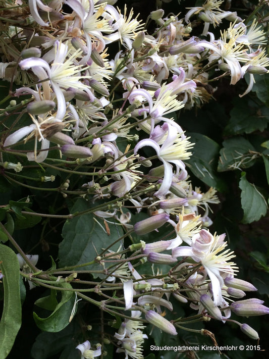 Clematis x youiniana 'Mrs. Robert Brydon'