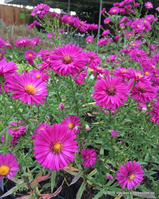 Symphyotrichum novi-belgii 'Neron' ('Neon')