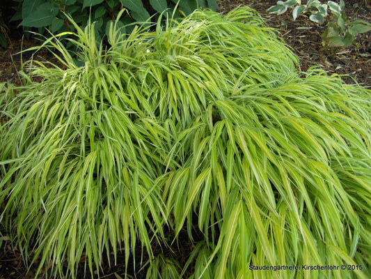 Hakonechloa macra 'Stripe It Rich' ®