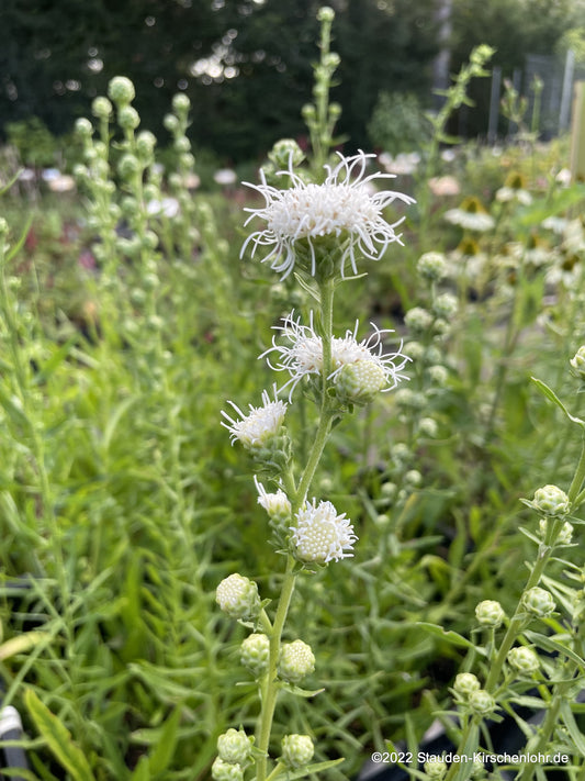 Liatris scariosa var. alba