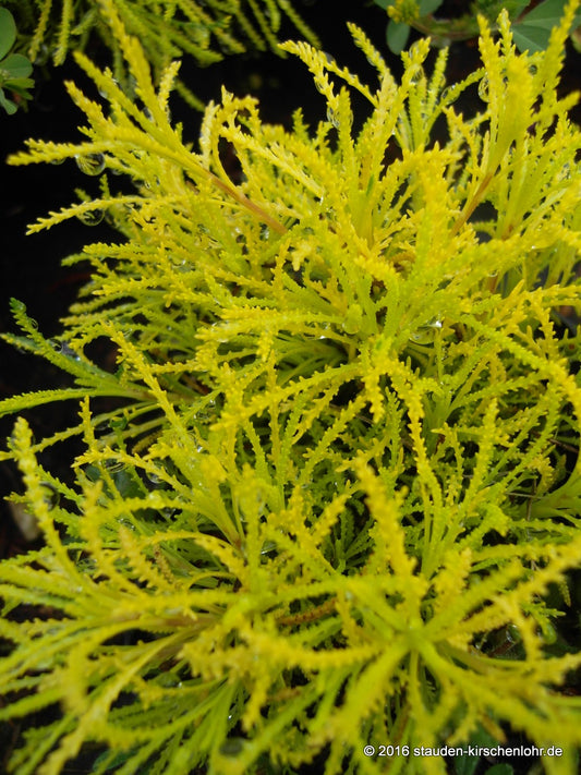 Santolina rosmarinifolia subsp. rosmarinifolia