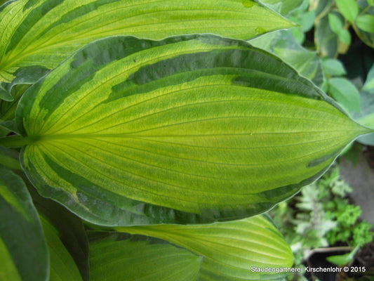 Hosta 'Something Different'