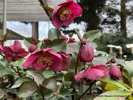 Helleborus 'Anna’s Red' ® (Frostkiss)