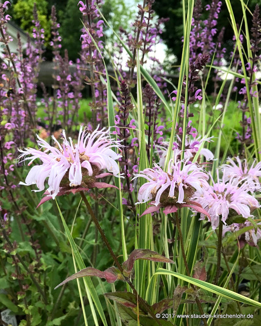 Monarda bradburiana