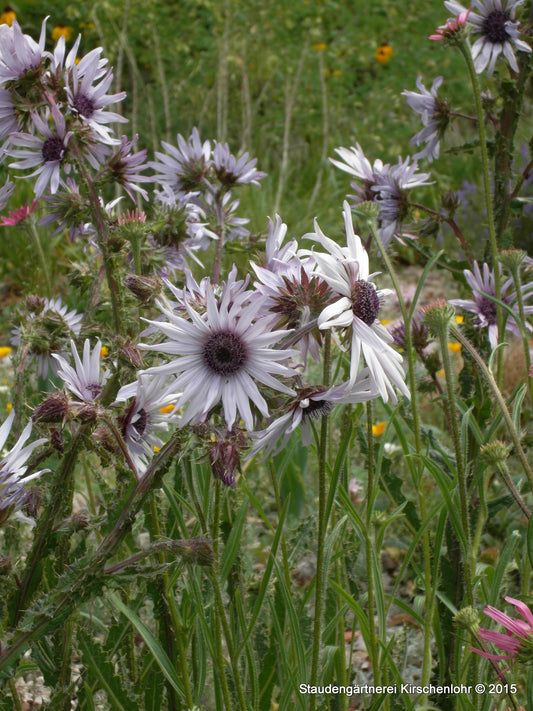 Berkheya purpurea