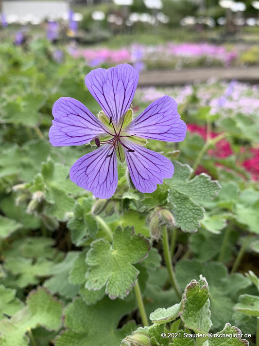 Geranium renardii
