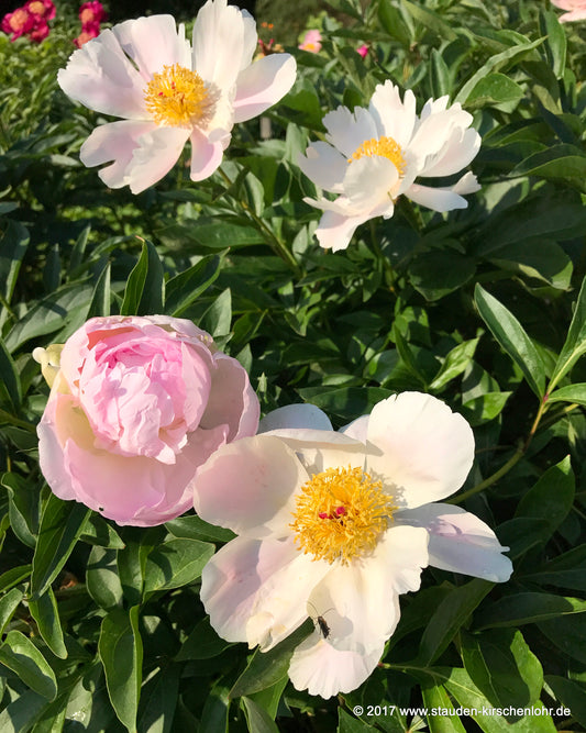 Paeonia 'Nymphe'