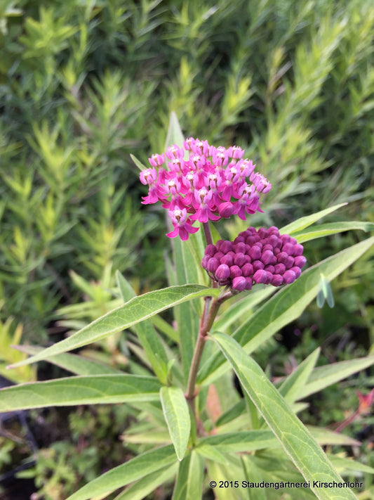Asclepias incarnata 'Cinderella'