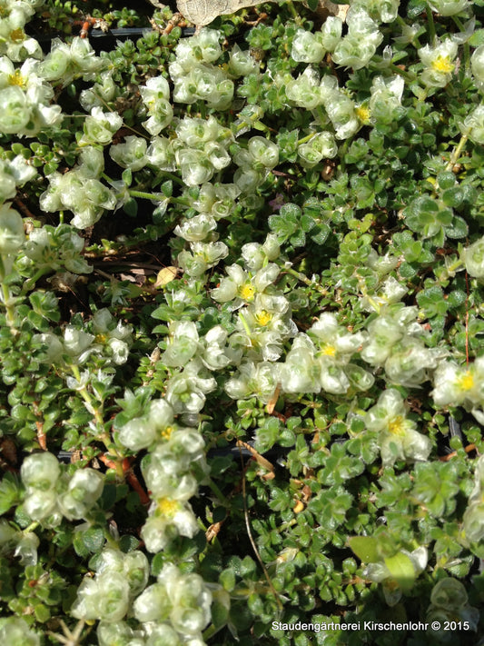 Paronychia kapela subsp. serpyllifolia