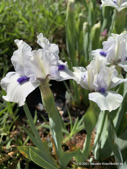 Iris barbata-nana 'Bluebeard's Ghost'