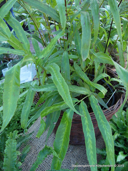 Coniogramme japonica 'Variegata'