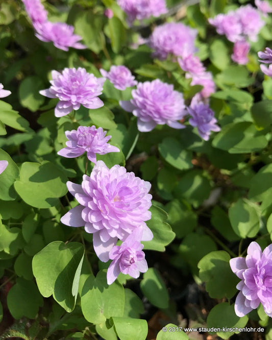 Anemonella thalictroides 'Oscar Schoaff'