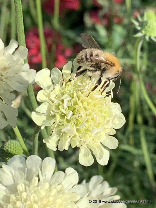 Scabiosa ochroleuca