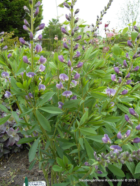 Baptisia 'Starlite Prairieblues' ®