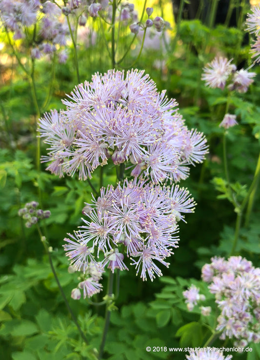 Thalictrum aquilegiifolium 'Nimbus Pink' ®