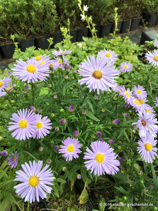 Symphyotrichum dumosum 'Zwergenhimmel'