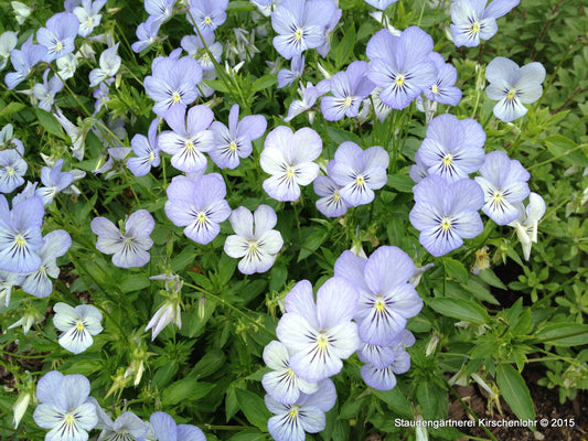 Viola cornuta 'Icy but Spicy'